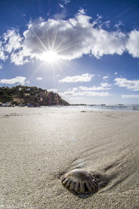 life is a ... [beach] !....(king Georges' beach, Kangaroo... by Mathieu Foulquié 